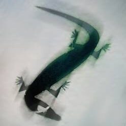 lizard